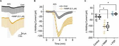 A rapid in vitro assay for evaluating the effects of acetylcholinesterase inhibitors and reactivators in the rat basolateral amygdala